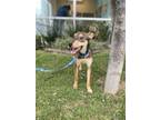 Adopt Bruno a Greyhound