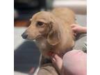 Adopt Casper a Dachshund