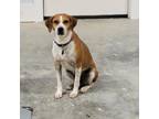 Adopt Ace a Beagle, Mixed Breed