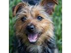 Adopt Frederick a Yorkshire Terrier, Mixed Breed