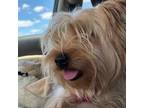 Adopt Bentley a Silky Terrier, Yorkshire Terrier