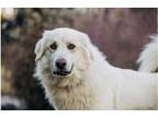 Adopt Diesel a Great Pyrenees, Husky