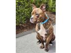 Adopt Baron a Staffordshire Bull Terrier, Pit Bull Terrier