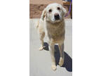 Adopt Hardy a Great Pyrenees, Mixed Breed