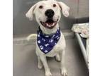 Adopt Casper Lee a Dogo Argentino, Mixed Breed