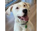 Adopt Casper Lee a Labrador Retriever, Mixed Breed