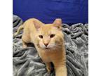 Adopt Butters a Domestic Short Hair