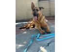 Adopt Charlie a German Shepherd Dog