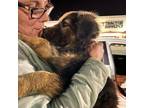 Adopt Eddie a German Shepherd Dog, Boxer