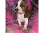 Basset Hound Puppy for sale in Plant City, FL, USA