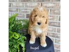 Goldendoodle Puppy for sale in Arcola, IL, USA