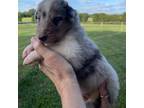 Bearded Collie Puppy for sale in Anderson, SC, USA