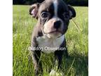 Boston Terrier Puppy for sale in Sibley, IA, USA