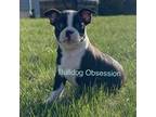 Boston Terrier Puppy for sale in Sibley, IA, USA