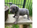 Cane Corso Puppy for sale in Chatsworth, GA, USA