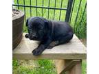Cane Corso Puppy for sale in Chatsworth, GA, USA