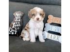 Aussiedoodle Puppy for sale in Lancaster, CA, USA