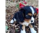 Cavalier King Charles Spaniel Puppy for sale in Augusta, WV, USA