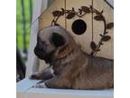 Pug Puppy for sale in Cynthiana, KY, USA