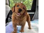 Goldendoodle Puppy for sale in Miami, FL, USA