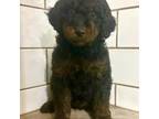 Mutt Puppy for sale in Smithville, MS, USA