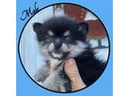 Pomeranian Puppy for sale in Clifton, KS, USA