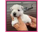 West Highland White Terrier Puppy for sale in Clifton, KS, USA