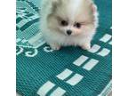 Tiny teacup Pomeranian