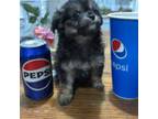 Wapoo Puppy for sale in Mint Hill, NC, USA