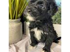 Portuguese Water Dog Puppy for sale in Franklin, TN, USA