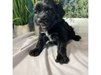 Portuguese Water Dog Puppy for sale in Franklin, TN, USA