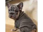 French Bulldog Puppy for sale in Saint Petersburg, FL, USA