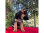 German Shepherd Dog Puppy for sale in Redlands, CA, USA