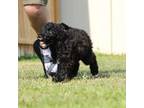Labradoodle Puppy for sale in Tavares, FL, USA