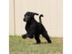 Labradoodle Puppy for sale in Tavares, FL, USA