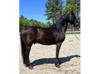 Registered Friesian Morgan