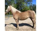 Cute haflinger mare