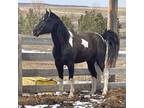 Great producing black tobiano stallion for sale.