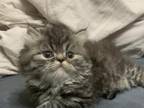 Exotic Shorthair Persian Lynx Kittens