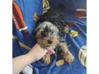 Yorkshire Terrier Puppy for sale in Freeport, IL, USA