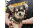 Chihuahua Puppy for sale in Poquoson, VA, USA