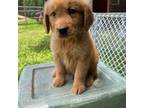 Golden Retriever Puppy for sale in Westminster, SC, USA