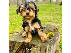 Yorkshire Terrier Puppy for sale in Lake Orion, MI, USA