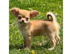 Chihuahua Puppy for sale in Sheboygan, WI, USA