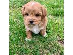 Shih-Poo Puppy for sale in Marysville, KS, USA