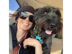 Experienced Pet Sitter in Mammoth Lakes, CA $65 Daily - Trustworthy Care for