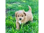 Shih-Poo Puppy for sale in Marysville, KS, USA
