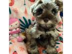Schnauzer (Miniature) Puppy for sale in Sarasota, FL, USA