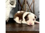 Australian Shepherd Puppy for sale in Eustis, FL, USA