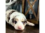 Australian Shepherd Puppy for sale in Eustis, FL, USA